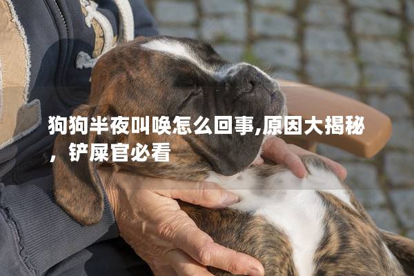 狗狗半夜叫唤怎么回事,原因大揭秘，铲屎官必看