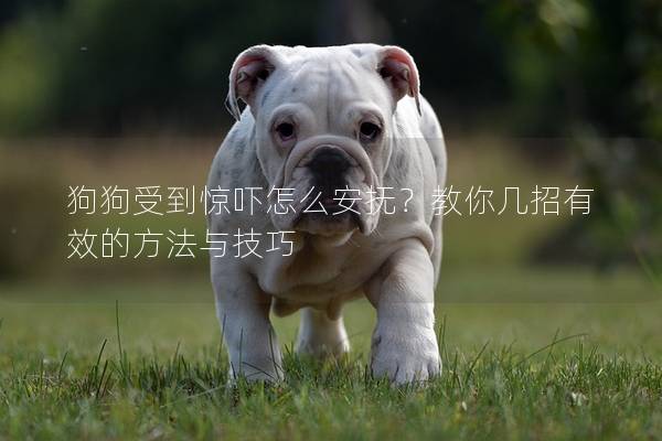 狗狗受到惊吓怎么安抚？教你几招有效的方法与技巧