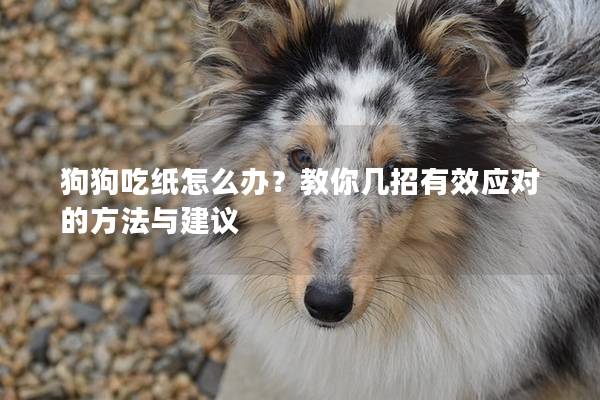 狗狗吃纸怎么办？教你几招有效应对的方法与建议