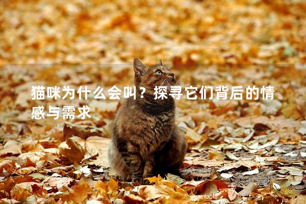 猫咪为什么会叫？探寻它们背后的情感与需求
