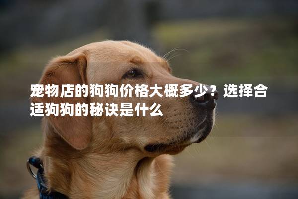 宠物店的狗狗价格大概多少？选择合适狗狗的秘诀是什么