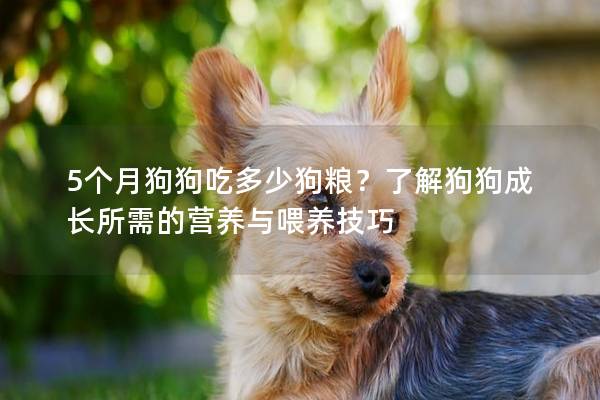 5个月狗狗吃多少狗粮？了解狗狗成长所需的营养与喂养技巧