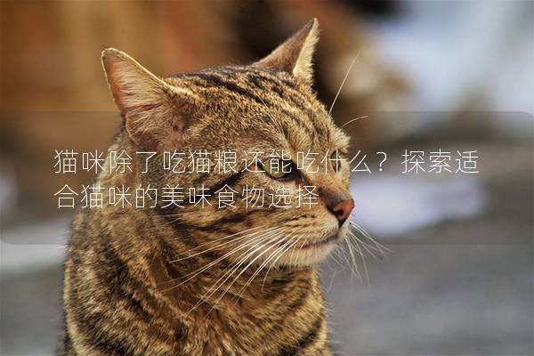 猫咪除了吃猫粮还能吃什么？探索适合猫咪的美味食物选择