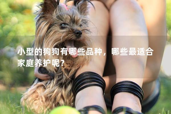 小型的狗狗有哪些品种，哪些最适合家庭养护呢？