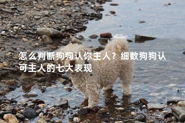 怎么判断狗狗认你主人？细数狗狗认可主人的七大表现
