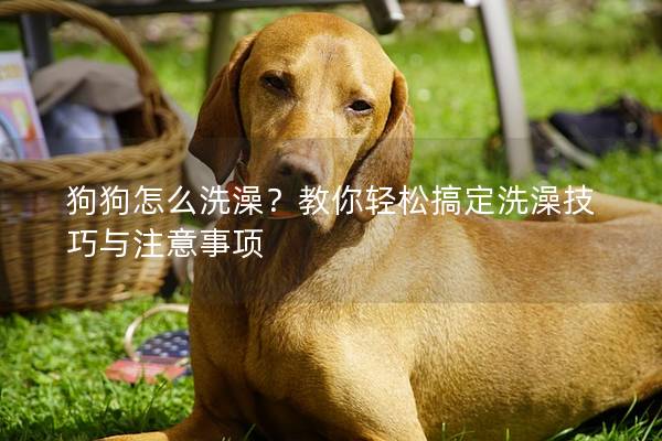狗狗怎么洗澡？教你轻松搞定洗澡技巧与注意事项