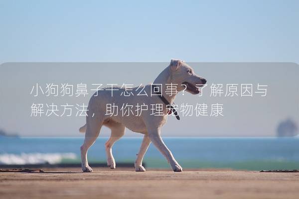 小狗狗鼻子干怎么回事？了解原因与解决方法，助你护理宠物健康