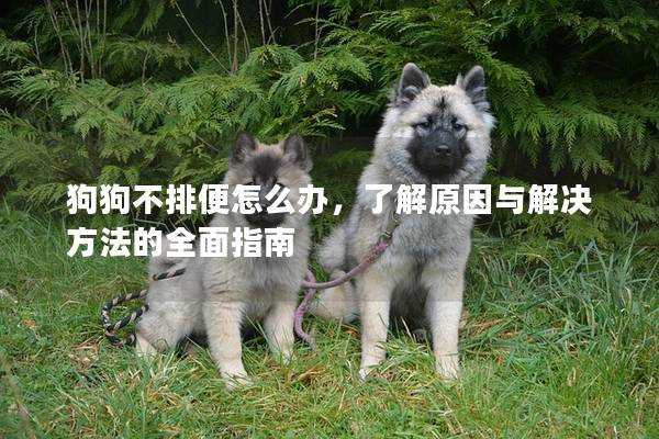 狗狗不排便怎么办，了解原因与解决方法的全面指南