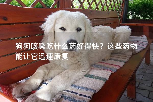 狗狗咳嗽吃什么药好得快？这些药物能让它迅速康复