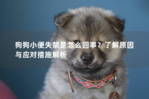 狗狗小便失禁是怎么回事？了解原因与应对措施解析
