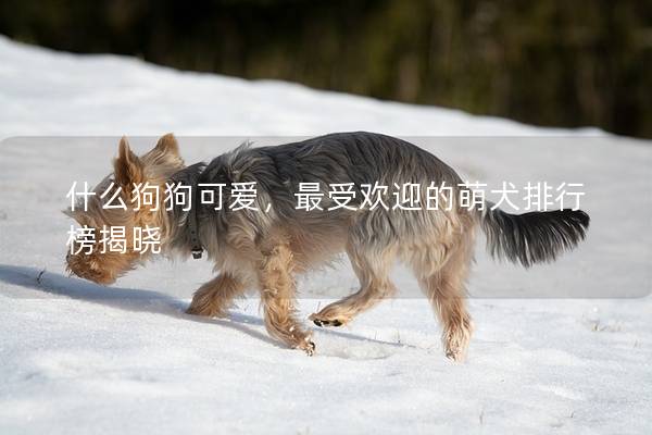 什么狗狗可爱，最受欢迎的萌犬排行榜揭晓