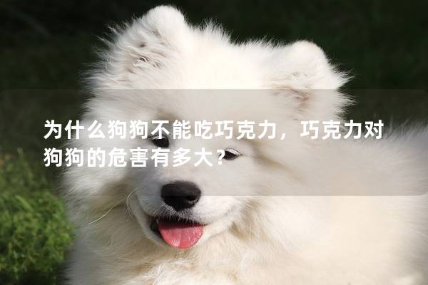 为什么狗狗不能吃巧克力，巧克力对狗狗的危害有多大？