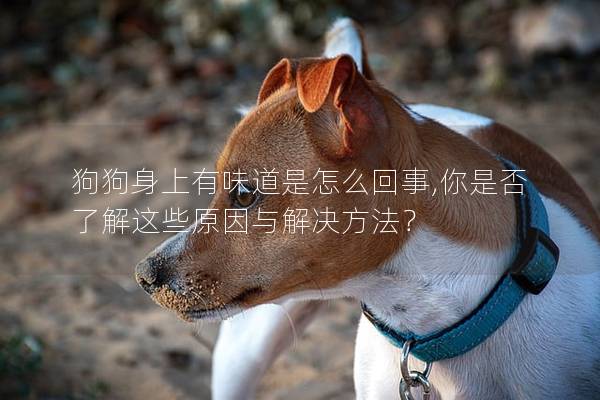狗狗身上有味道是怎么回事,你是否了解这些原因与解决方法？