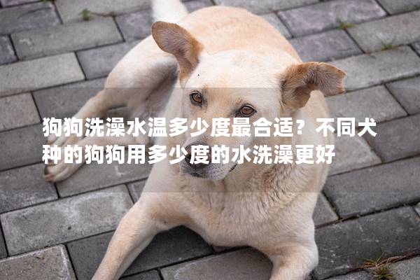 狗狗洗澡水温多少度最合适？不同犬种的狗狗用多少度的水洗澡更好