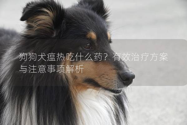 狗狗犬瘟热吃什么药？有效治疗方案与注意事项解析