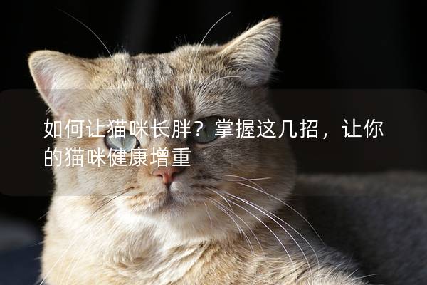 如何让猫咪长胖？掌握这几招，让你的猫咪健康增重