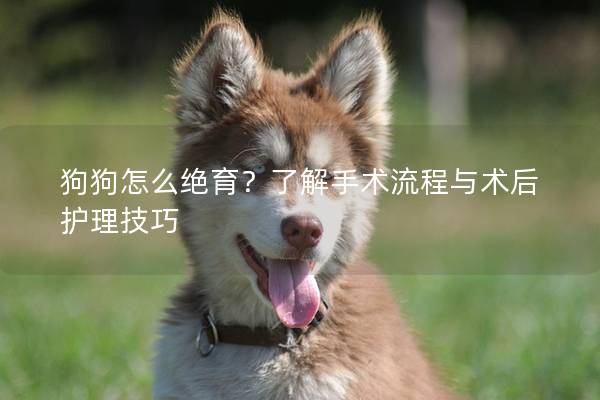 狗狗怎么绝育？了解手术流程与术后护理技巧