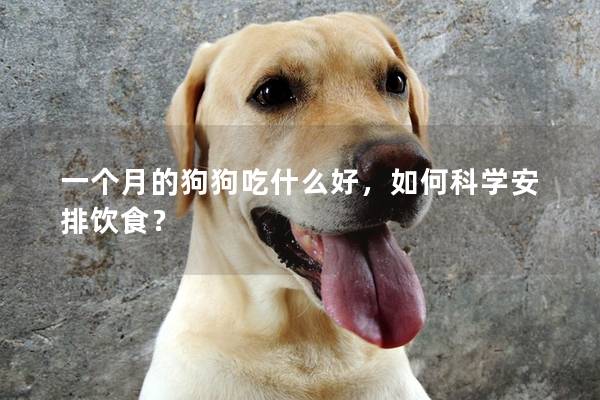 一个月的狗狗吃什么好，如何科学安排饮食？
