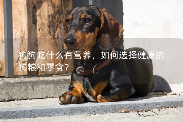 狗狗吃什么有营养，如何选择健康的狗粮和零食？