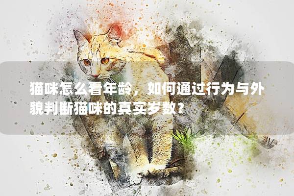 猫咪怎么看年龄，如何通过行为与外貌判断猫咪的真实岁数？