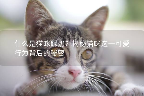 什么是猫咪踩奶？揭秘猫咪这一可爱行为背后的秘密