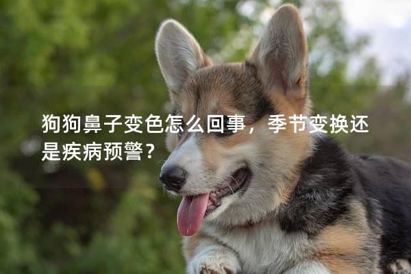 狗狗鼻子变色怎么回事，季节变换还是疾病预警？