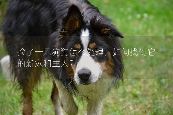 捡了一只狗狗怎么处理，如何找到它的新家和主人？