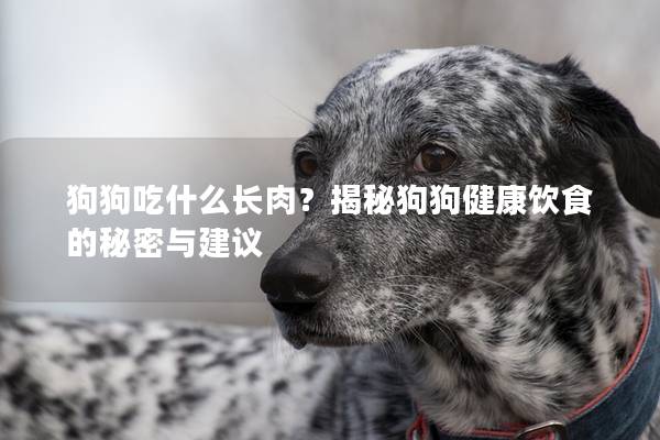 狗狗吃什么长肉？揭秘狗狗健康饮食的秘密与建议