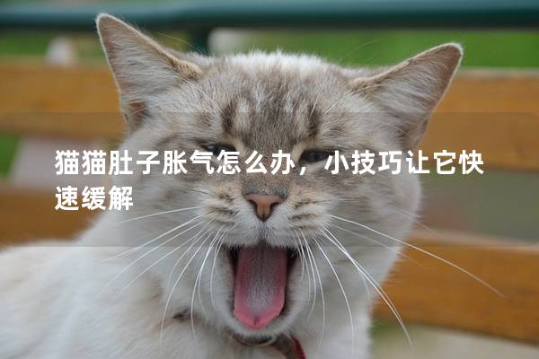 猫猫肚子胀气怎么办，小技巧让它快速缓解