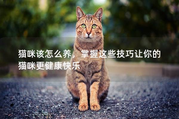 猫咪该怎么养，掌握这些技巧让你的猫咪更健康快乐