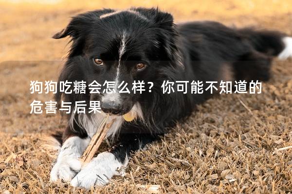 狗狗吃糖会怎么样？你可能不知道的危害与后果