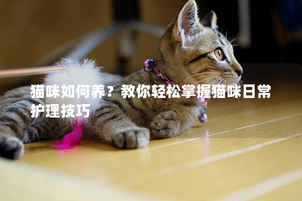 猫咪如何养？教你轻松掌握猫咪日常护理技巧