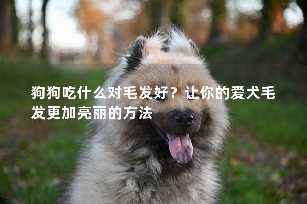 狗狗吃什么对毛发好？让你的爱犬毛发更加亮丽的方法