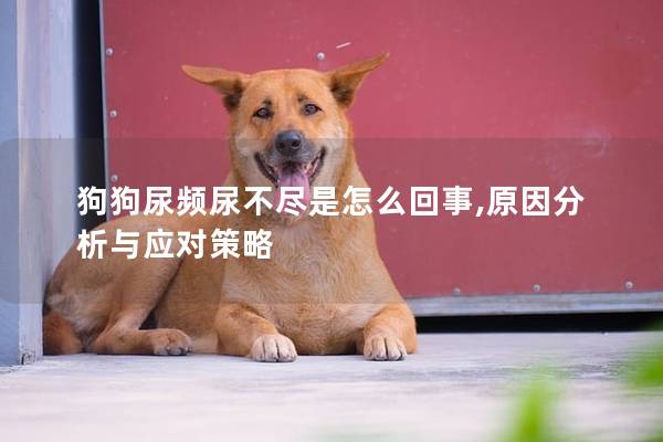 狗狗尿频尿不尽是怎么回事,原因分析与应对策略