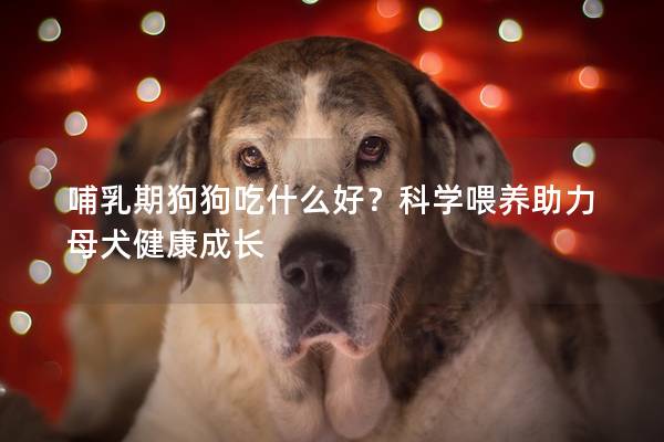 哺乳期狗狗吃什么好？科学喂养助力母犬健康成长