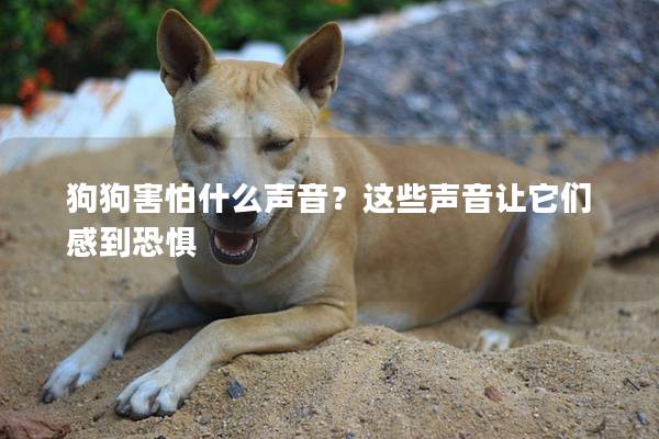 狗狗害怕什么声音？这些声音让它们感到恐惧