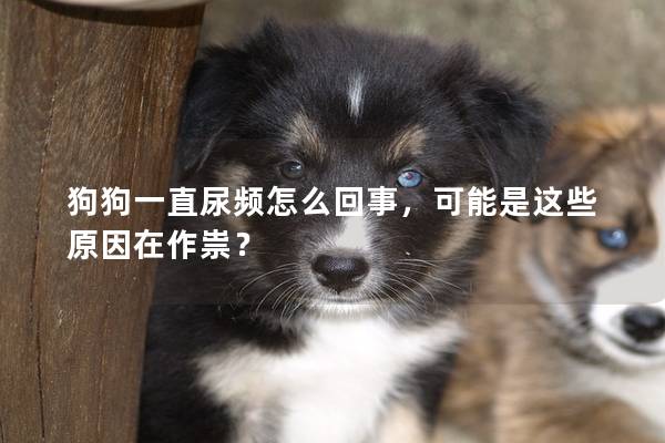 狗狗一直尿频怎么回事，可能是这些原因在作祟？