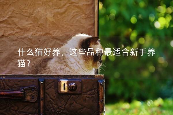 什么猫好养，这些品种最适合新手养猫？