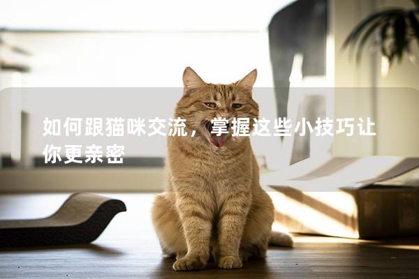 如何跟猫咪交流，掌握这些小技巧让你更亲密