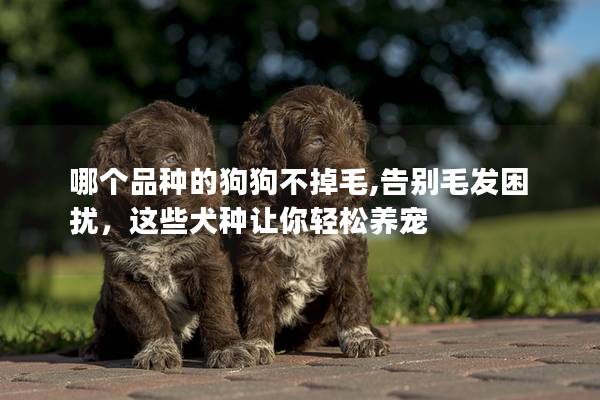 哪个品种的狗狗不掉毛,告别毛发困扰，这些犬种让你轻松养宠