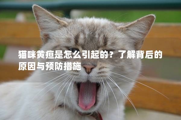 猫咪黄疸是怎么引起的？了解背后的原因与预防措施