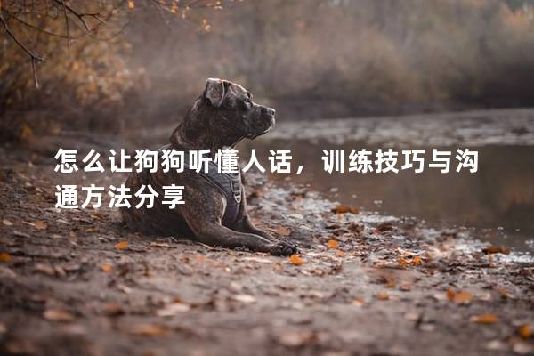 怎么让狗狗听懂人话，训练技巧与沟通方法分享
