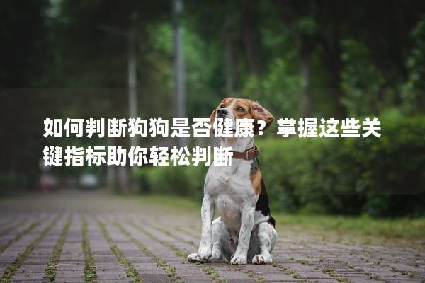 如何判断狗狗是否健康？掌握这些关键指标助你轻松判断
