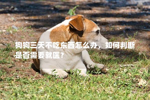 狗狗三天不吃东西怎么办，如何判断是否需要就医？
