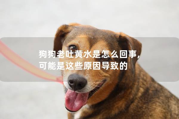 狗狗老吐黄水是怎么回事, 可能是这些原因导致的