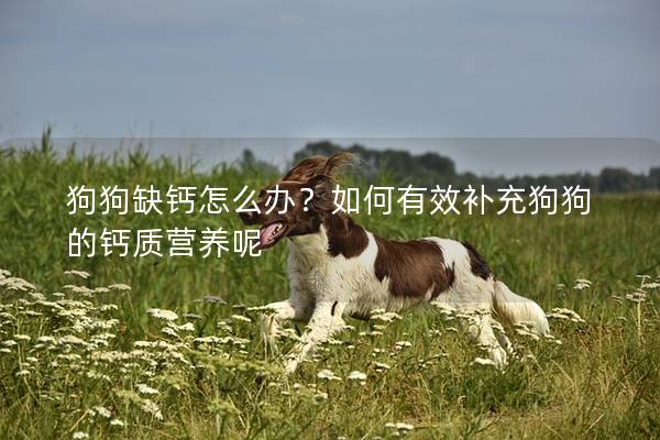 狗狗缺钙怎么办？如何有效补充狗狗的钙质营养呢