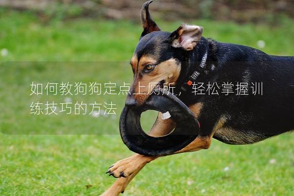 如何教狗狗定点上厕所，轻松掌握训练技巧的方法