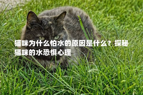 猫咪为什么怕水的原因是什么？探秘猫咪的水恐惧心理