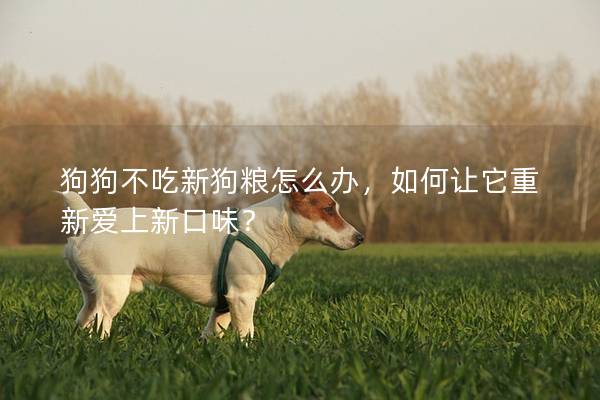 狗狗不吃新狗粮怎么办，如何让它重新爱上新口味？