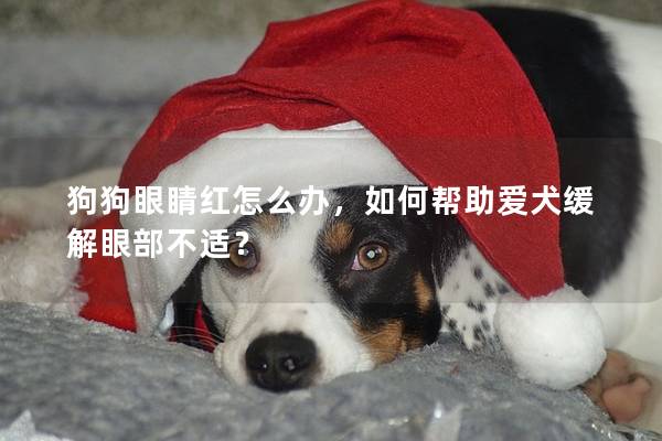 狗狗眼睛红怎么办，如何帮助爱犬缓解眼部不适？